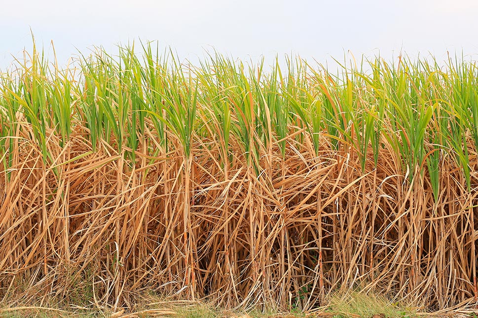 Plants in a field that can be used to make biofuel