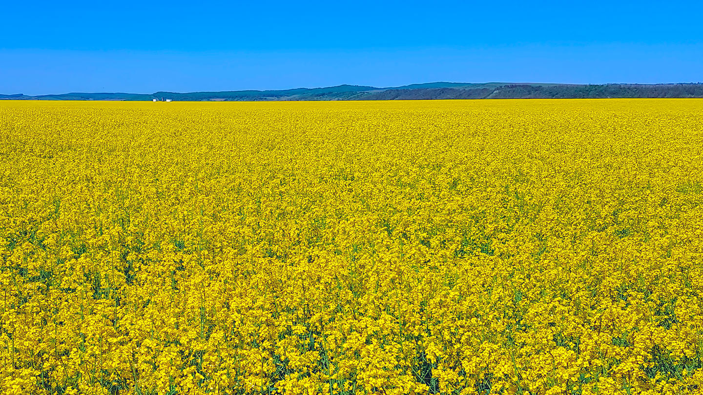 A field of plants that can be used to produce biofuel