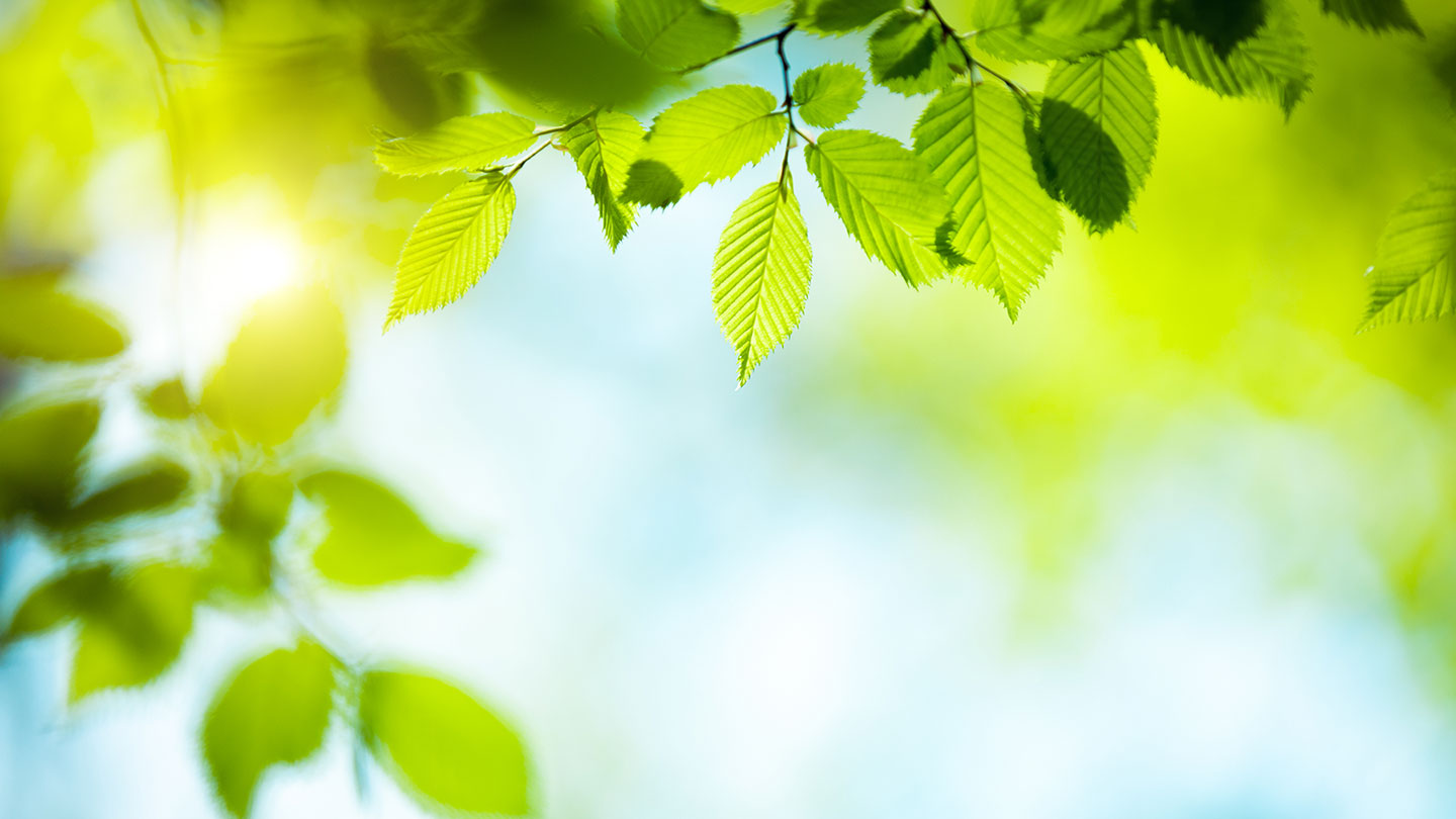 Leaves and sky