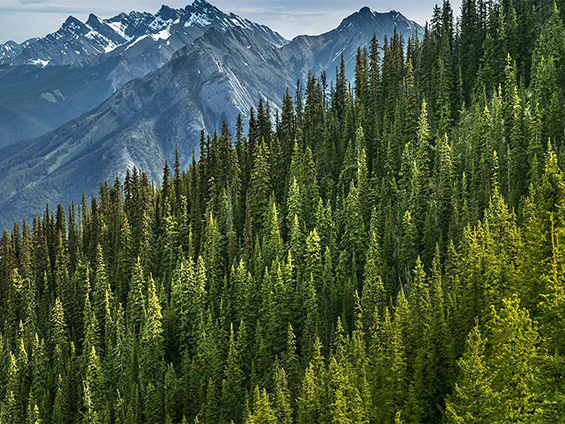 Sulphur Mountain in Banff, Alberta, Canada